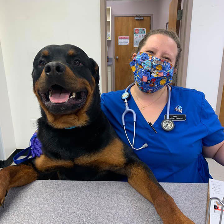 Veterinary Communities 5 Individual Veterinary Teams